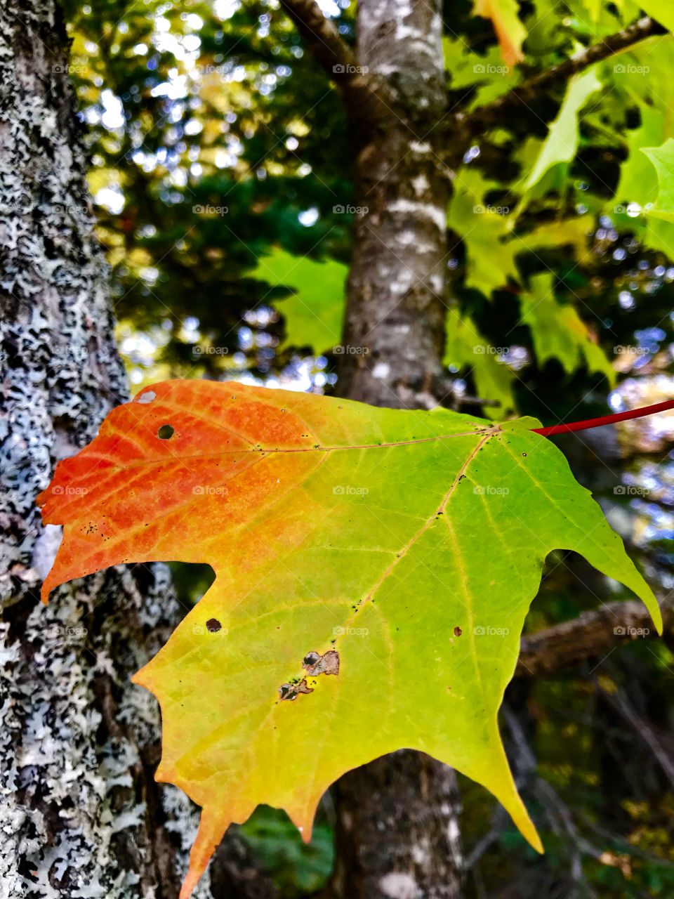 Multicolor fall leaf