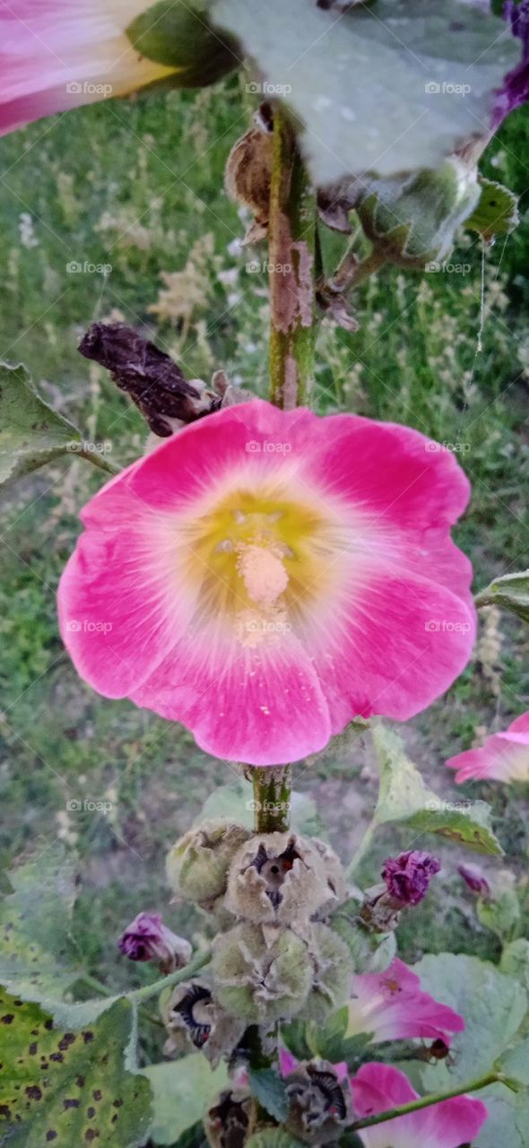 Alcearosea, the common hollyhock,  it is an ornamental dicot flower, in the family malvaceae.  shoot at, thu , 20 apr, 2023, 6:05 pm, lucknow india.