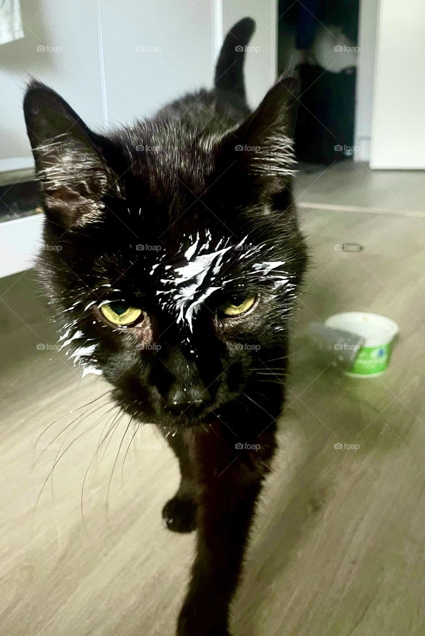 Sourcream is soo tasty😻