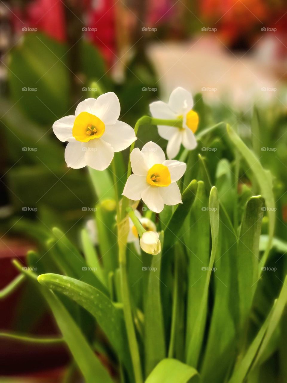 white daffodils flowers