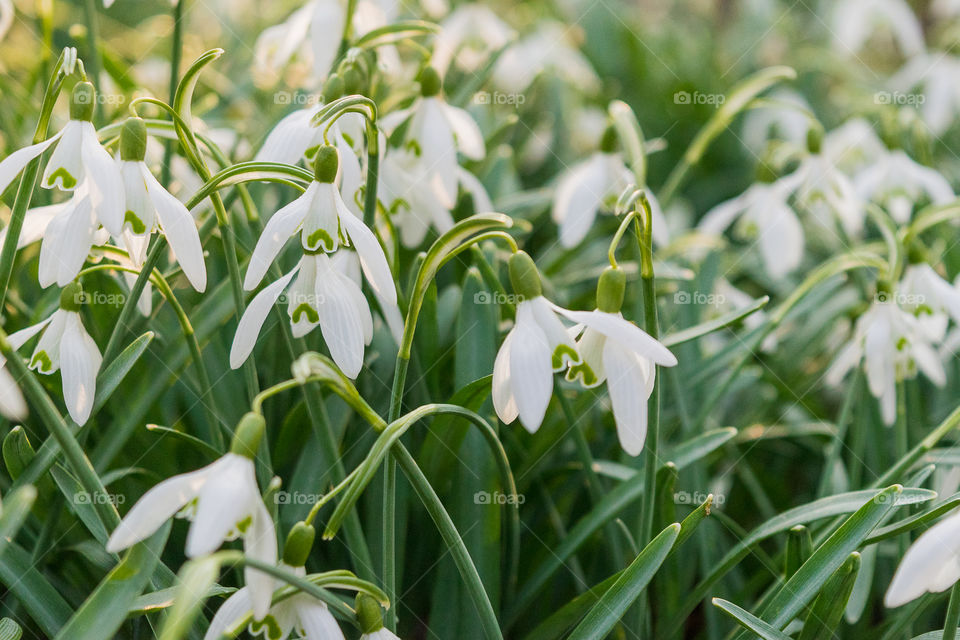 Snowdrops