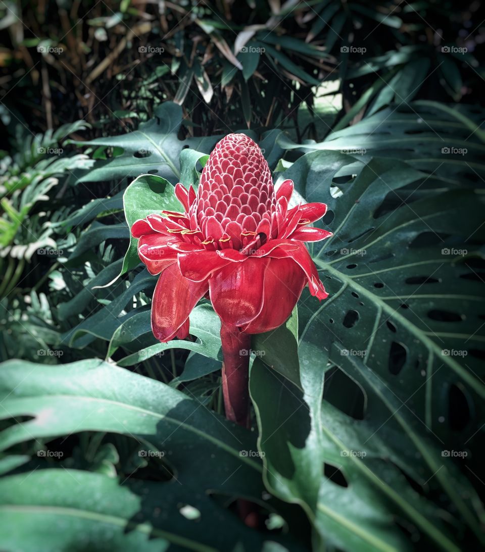 Torch Ginger