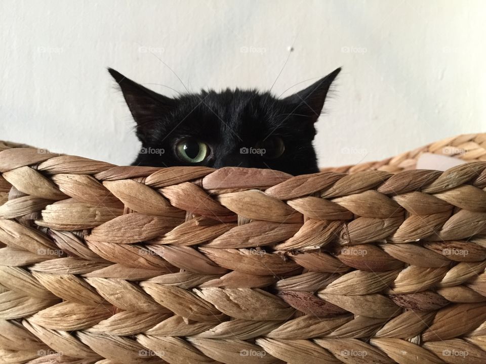Peeping cat