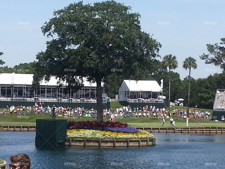 Tree on the 17th TPC