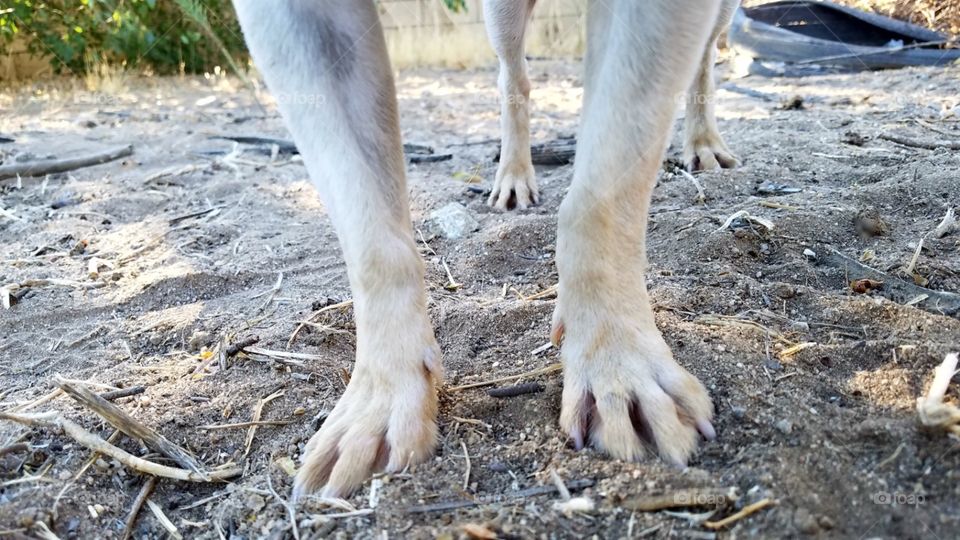 Dog feet