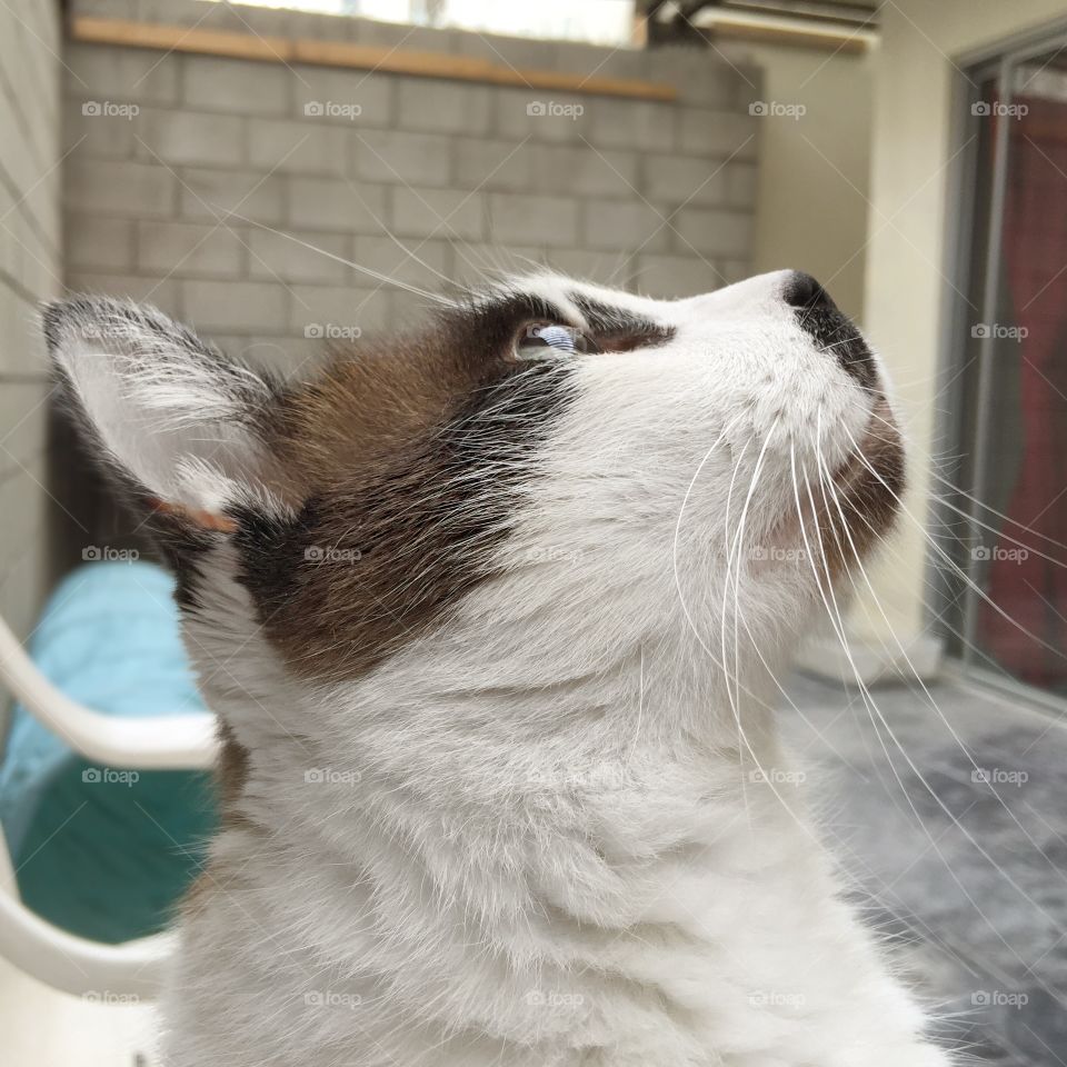 Frodo the Cat . Frodo esta muy atento observando en el cielo algo que llamo su atención, es algo extraño, poco común, es algo nuevo.