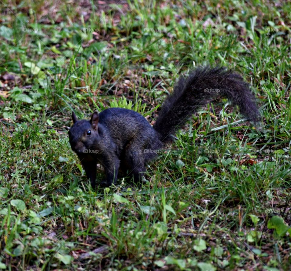 Our Resident Black Squirrel.
Catskill Mts, NY