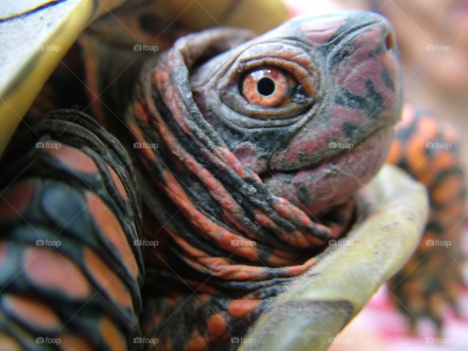 Turtle's eye view. Close up of a turtle's face