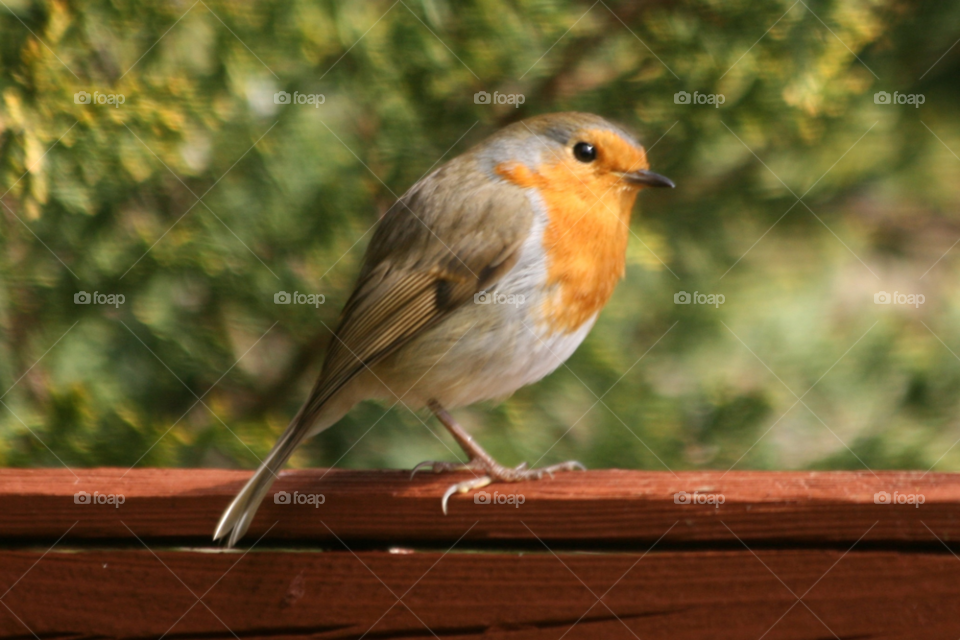 garden bird watch robin by cheesepuff5000