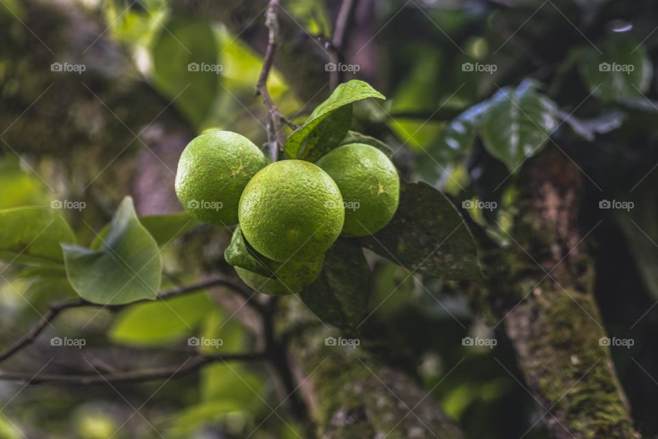 Green lemons growing on the tree in the tropical forest