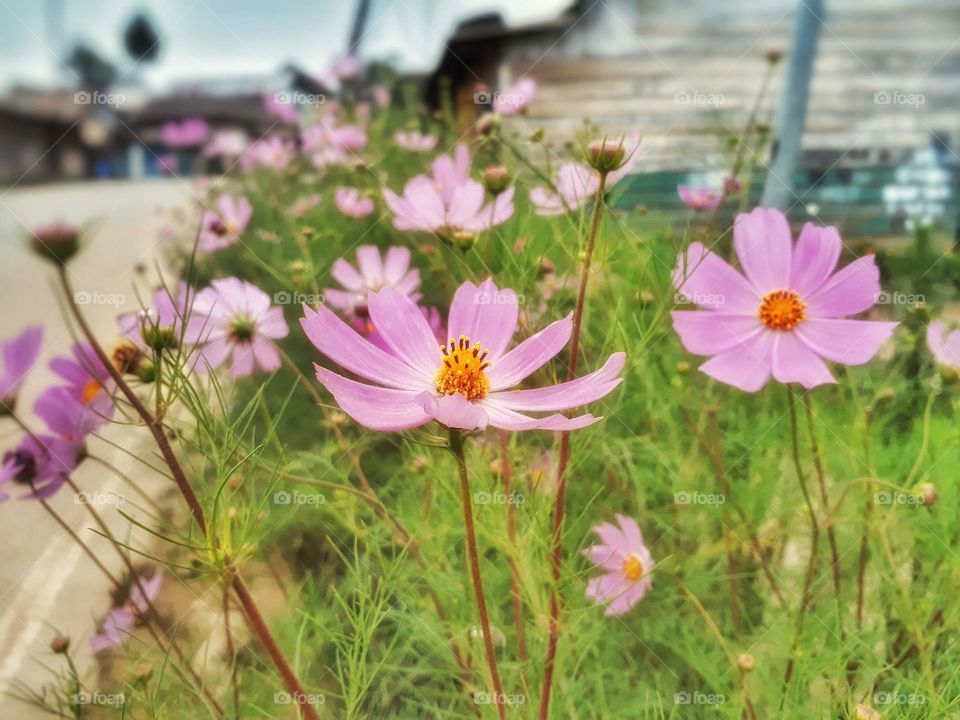 Cosmos flowers by a roadside...