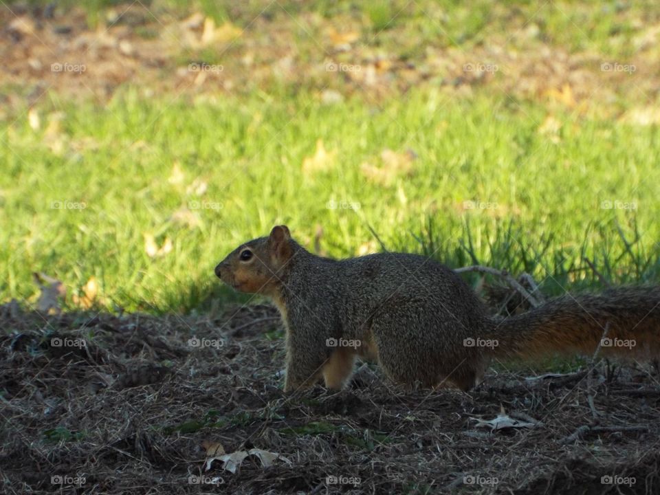 Squirrel 