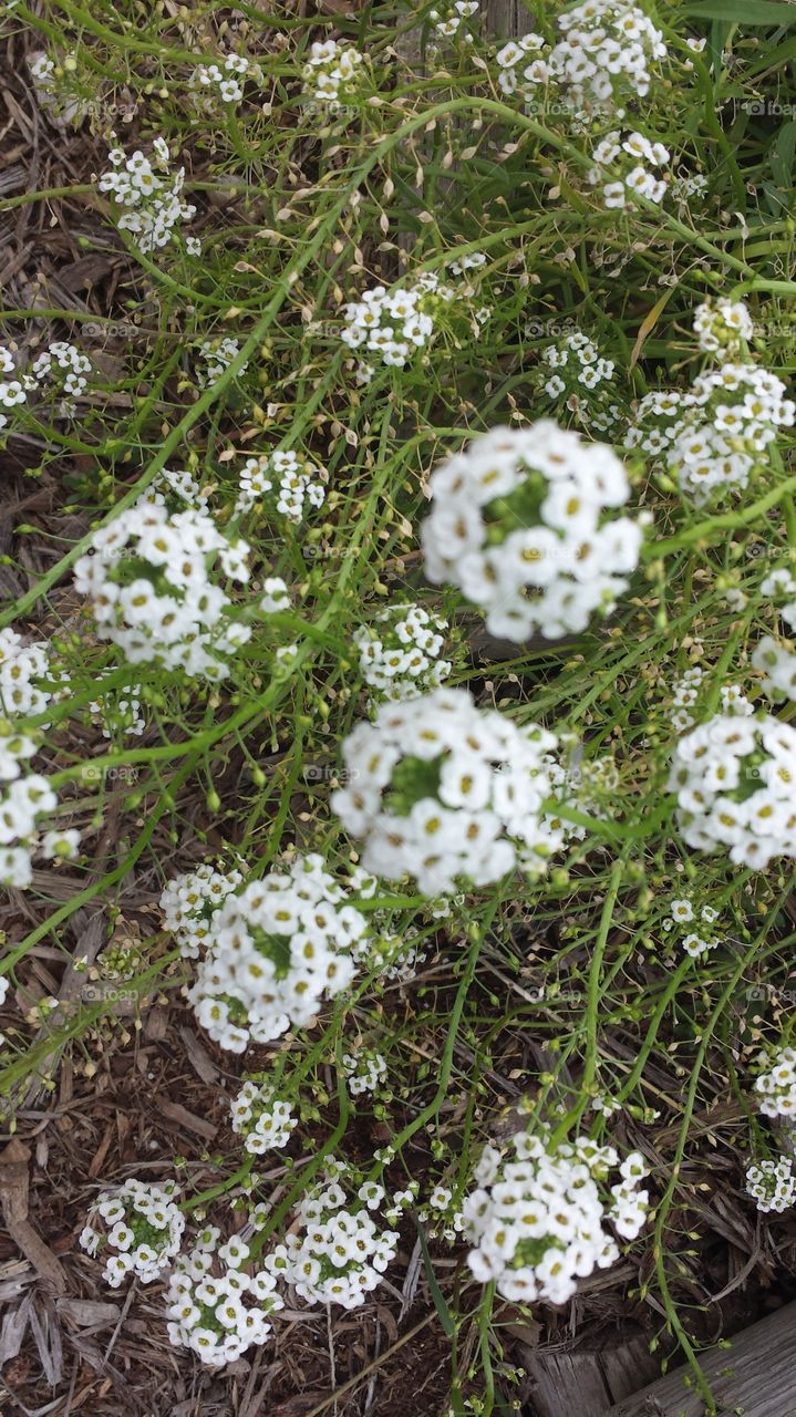 Alyssum