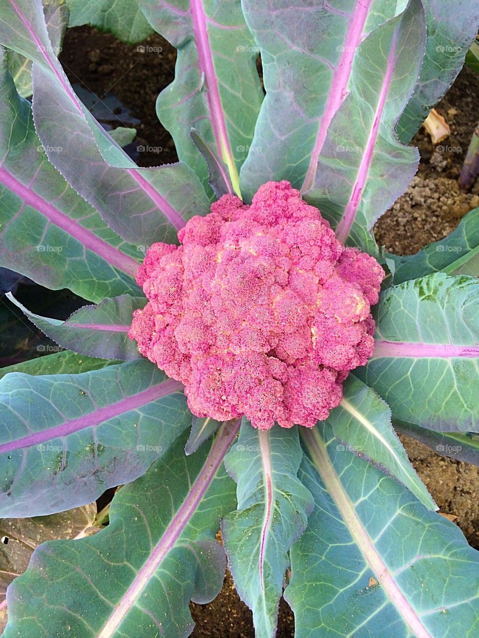 Cauliflower 