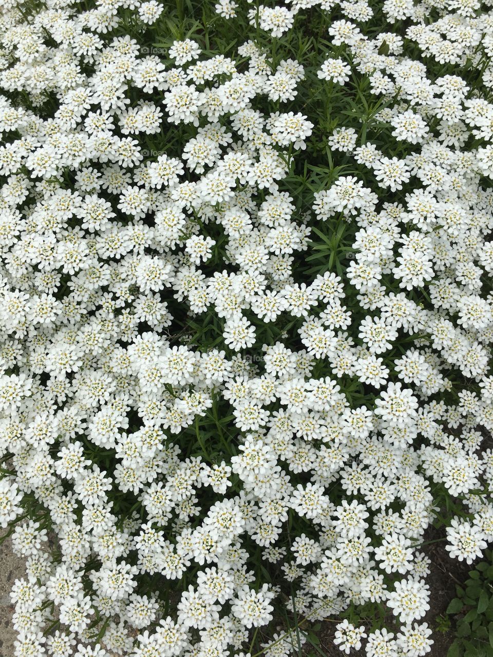 White flowers