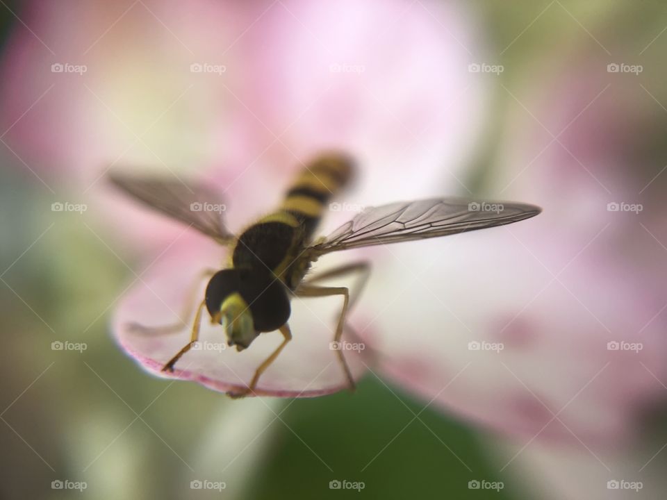 Thin bee
