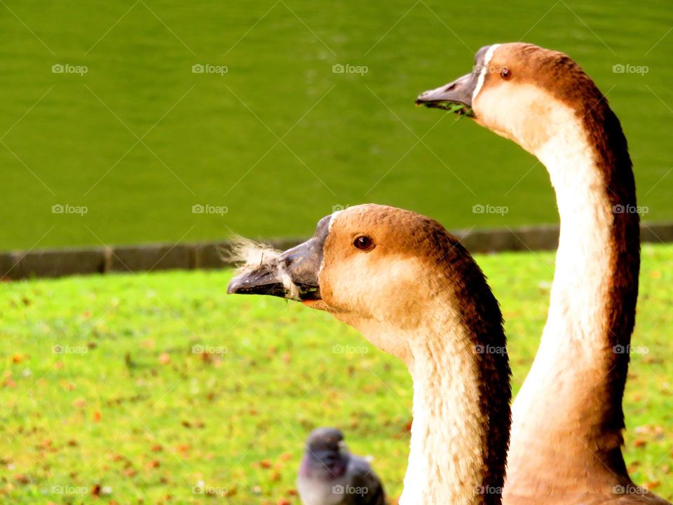 geese