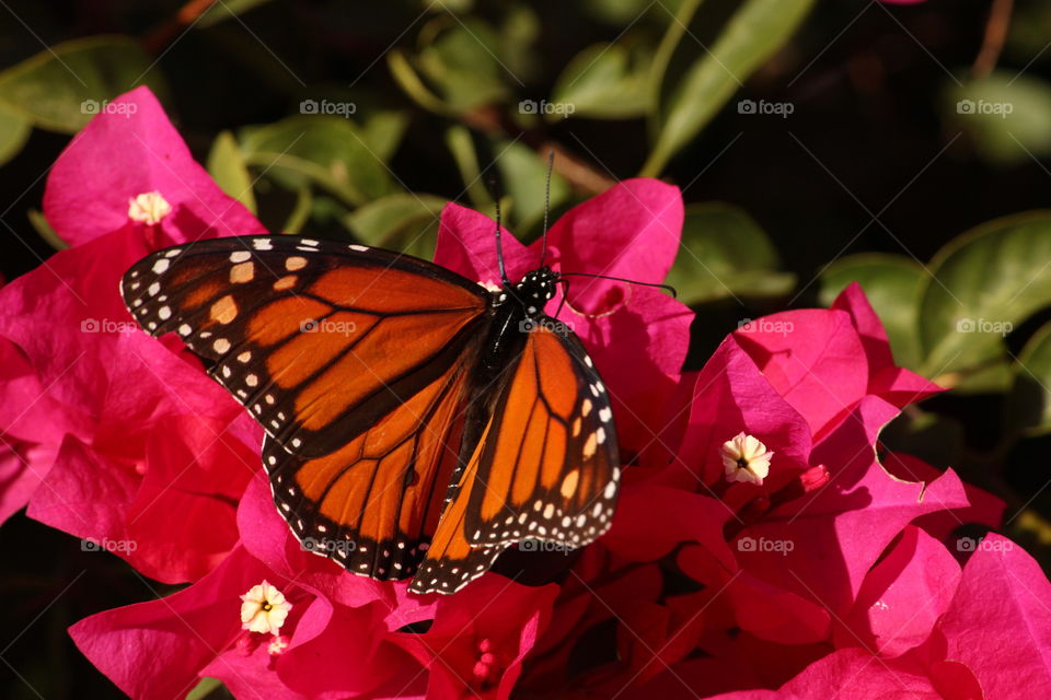 Mariposa monarca en proceso de migración 