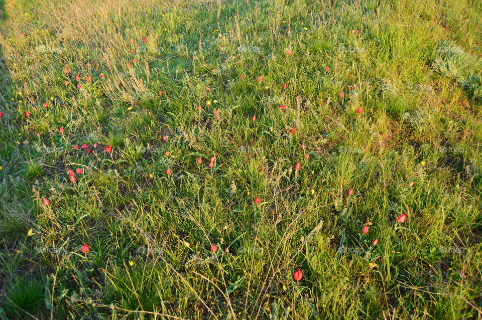 wild tulips