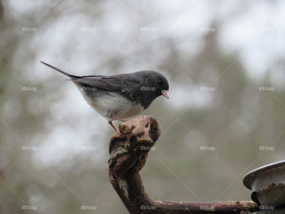 Junco
