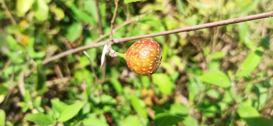 Fruits beauty in greens