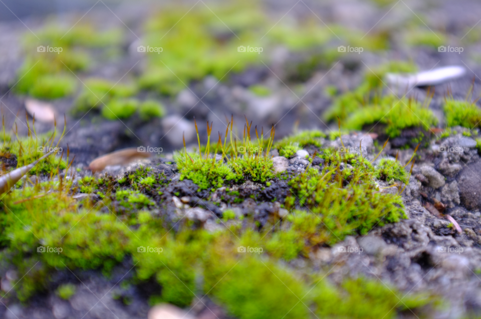 Close-up of moss on rock