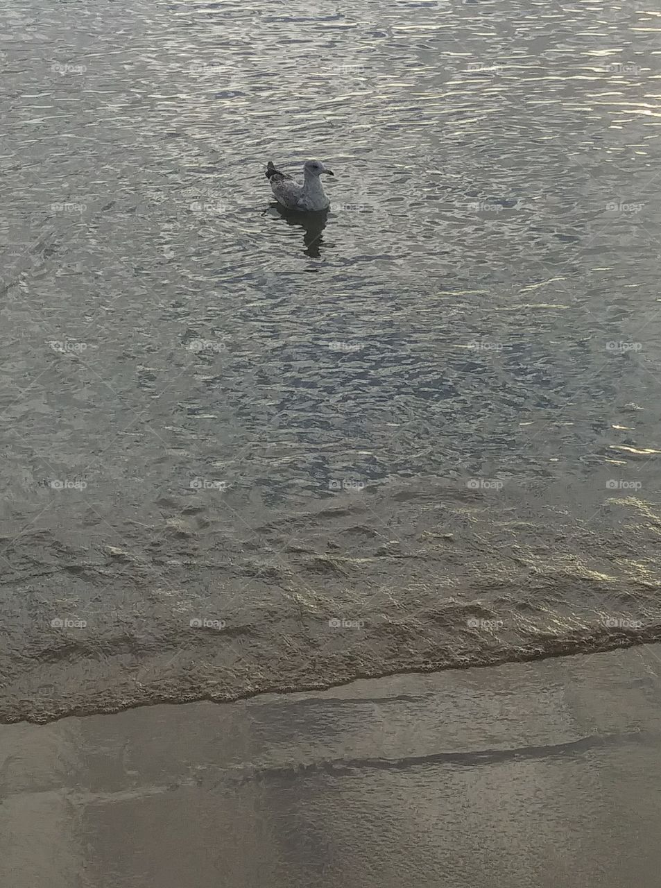 Seagull enjoying a summer float