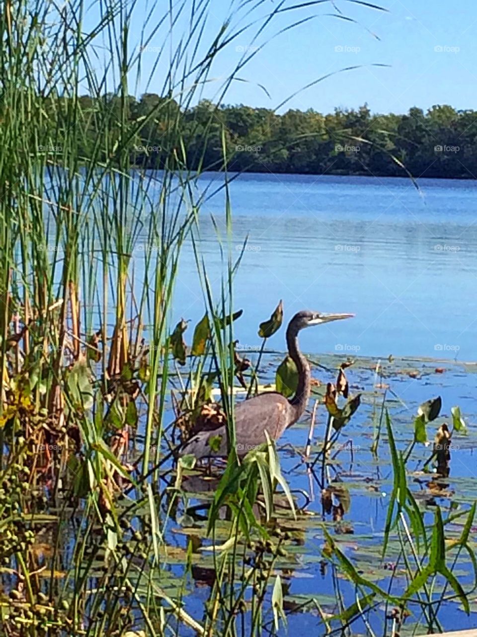 Heron in the water
