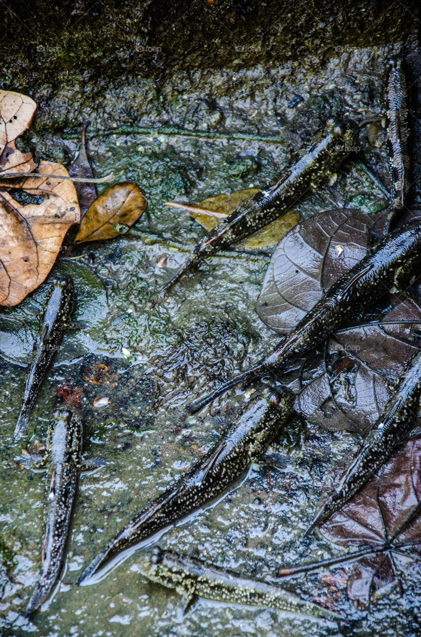 Mudskippers