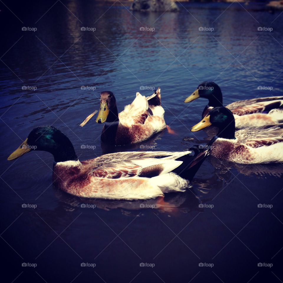duckies