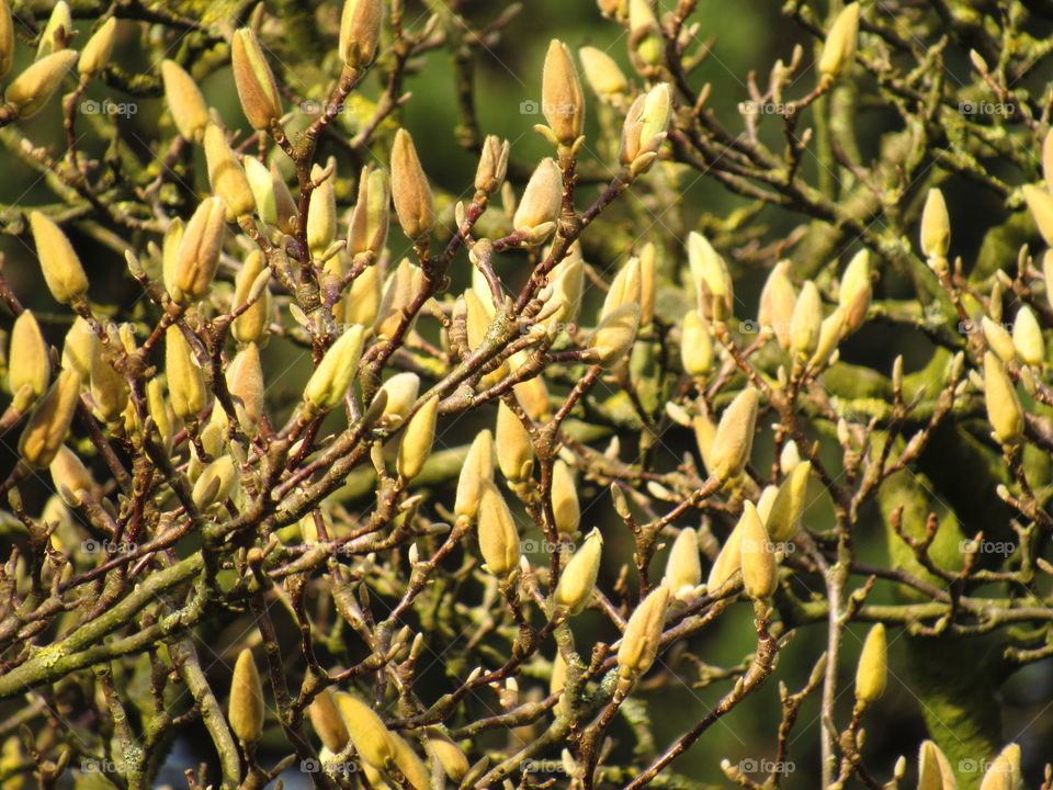 magnolia buds