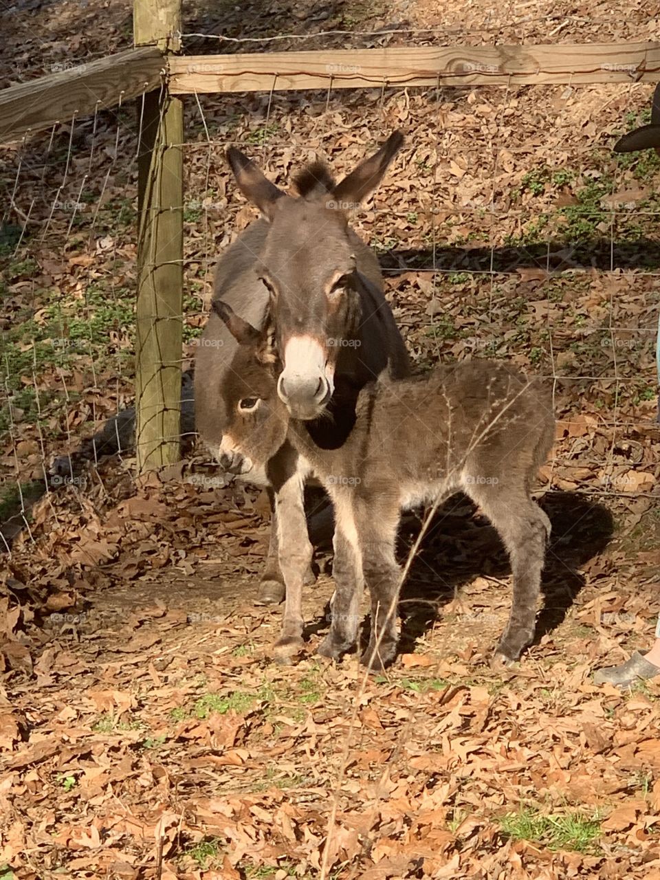 Adorable Day old donkey foal