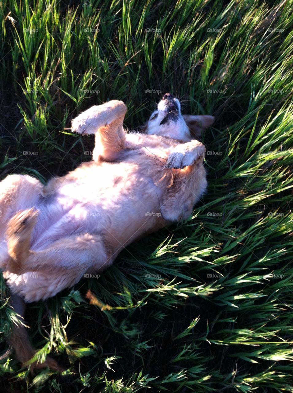 Rolling in the grass 