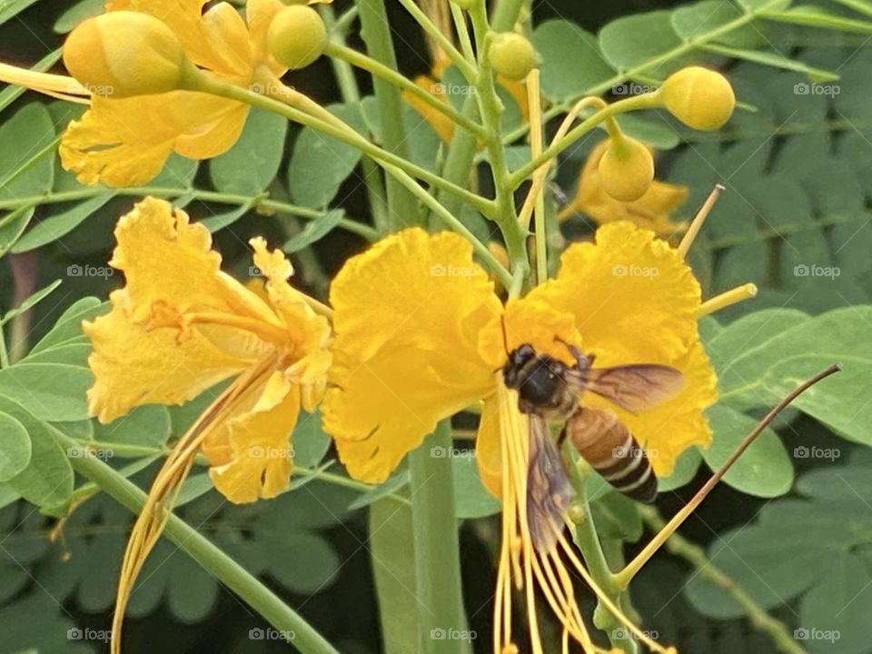 Bee