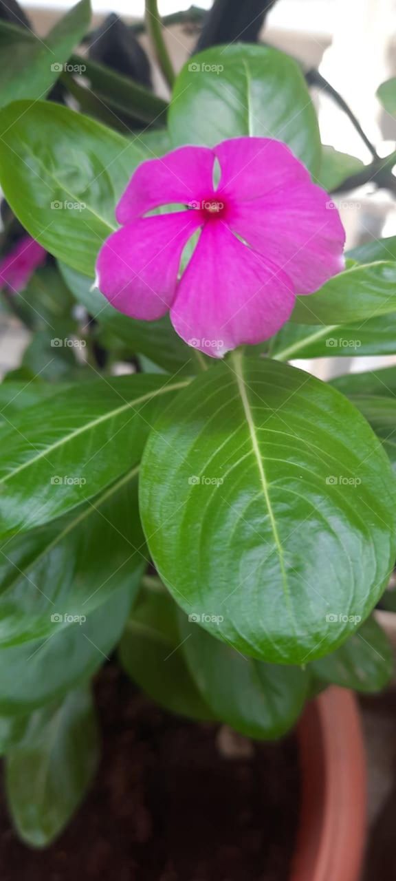 Miracle of a single flower!