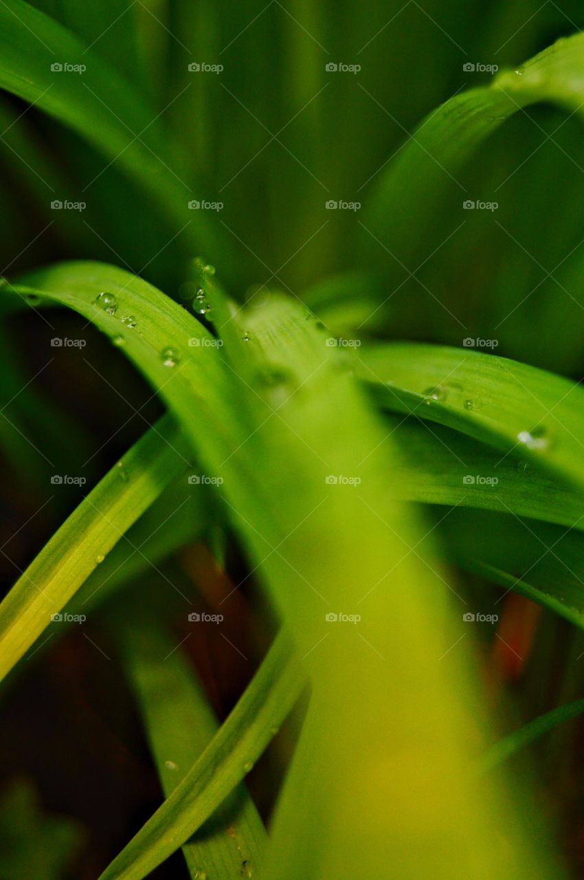 A drop is a small volume of liquid limited by a surface determined mainly by the action of surface tension forces, rather than external forces