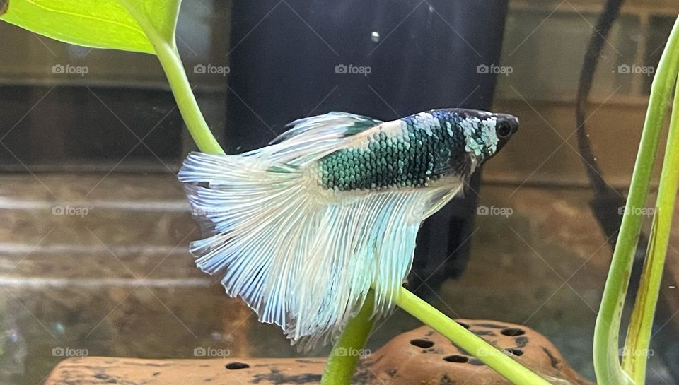 A butterfly Berta swimming happily.