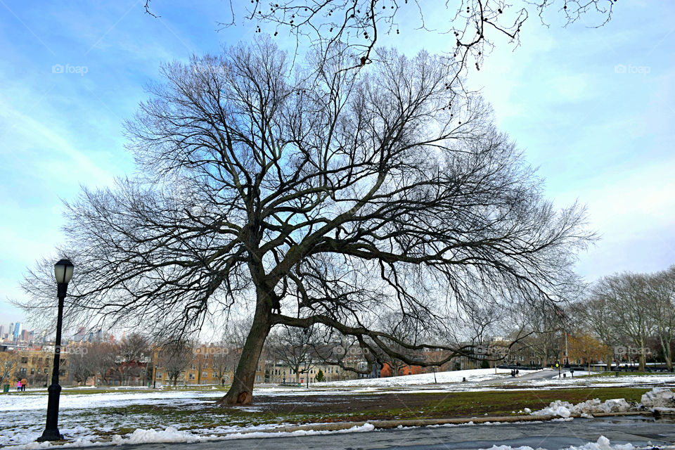 Tree in Brooklyn 