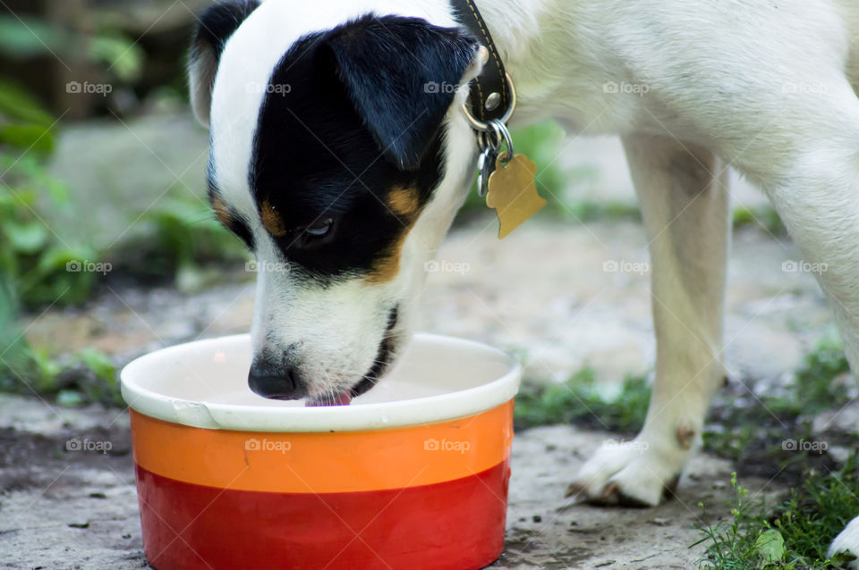 Cute little black and white Dog drinking water outside in summer hot weather dog breed is Jack Russell Terrier conceptual healthy pet safety photography 