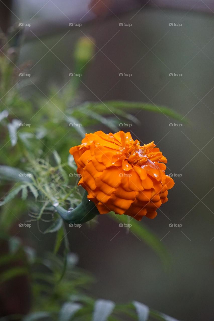 This flower name is marigold