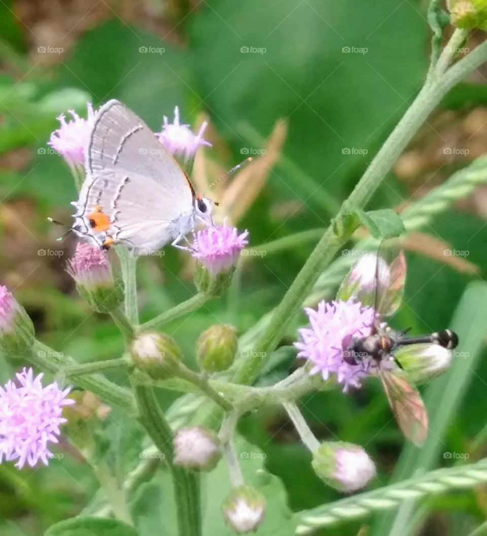 butterfly