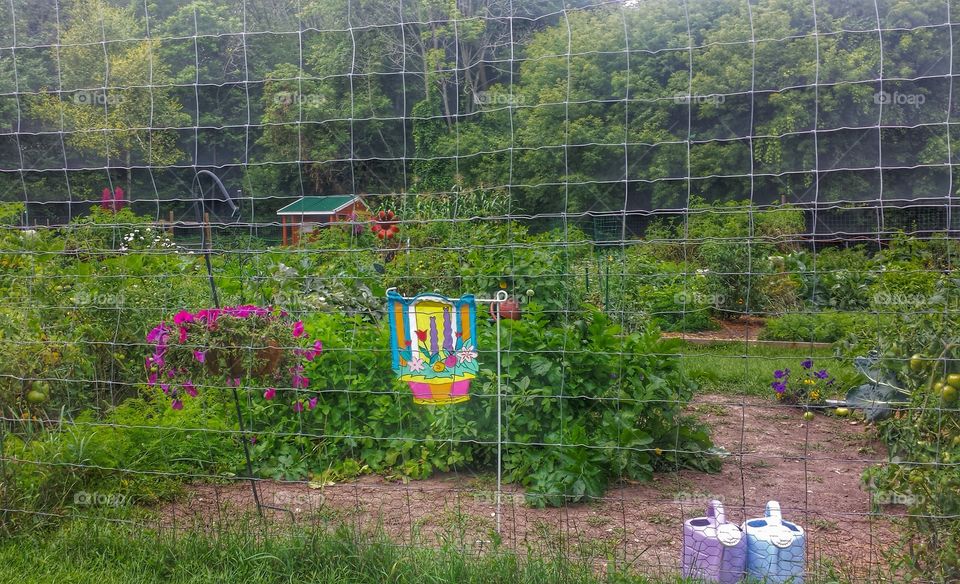 Summer Garden. Community Garden