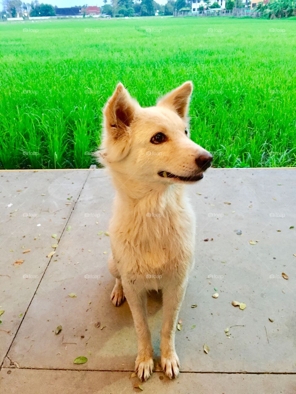 Handsome dog at the rice field 