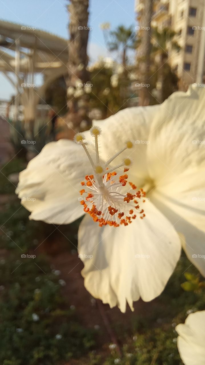 Hibiscus rosa-sinensis
