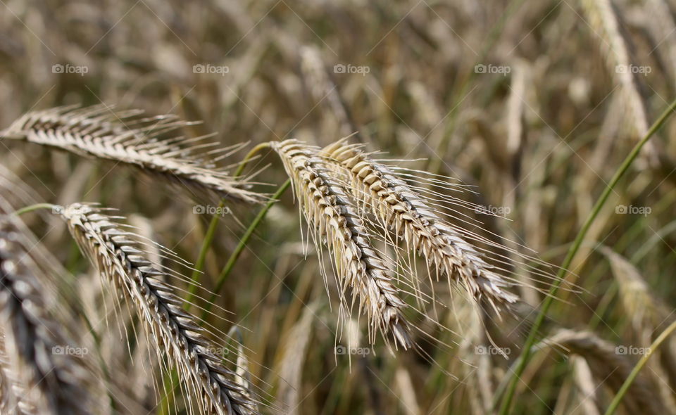 Wheat agriculture, Skåne.