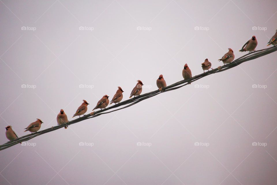 waxwings sit on a wire
