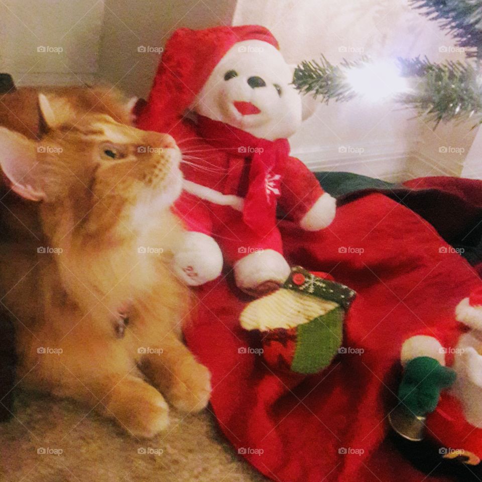 Enchanted by the Christmas Tree