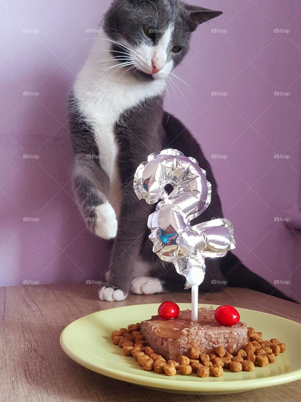 cat birthday