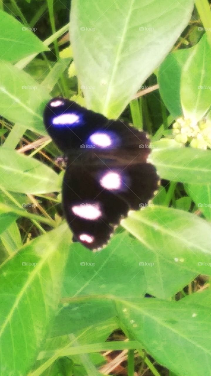 Cool butterfly