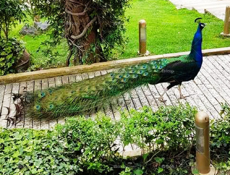 Peacock